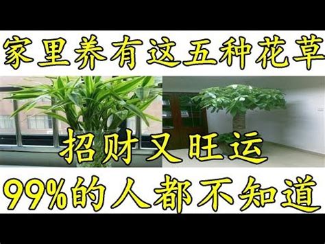 招財花|大門口適合放什麼植物？風水師推薦發財樹、富貴竹、。